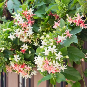 flowering vines honeysuckle Vine  Landscape  Center Dreamscapes Honeysuckle