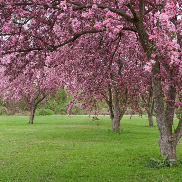 Crabapple Tree | Dreamscapes Landscape Center