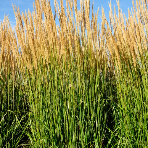 Feather Reed Grass | Dreamscapes Landscape Center